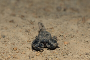 A gorgeous Drakensberg Creeper (Opisthacanthus validus) on a cold winter's evening in the wild