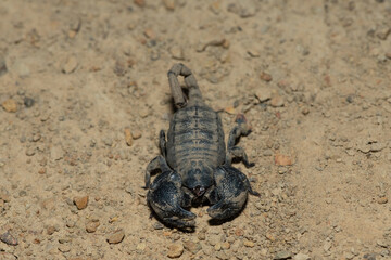 A gorgeous Drakensberg Creeper (Opisthacanthus validus) on a cold winter's evening in the wild