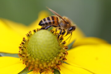 bee on growing silphia (bee pasture)