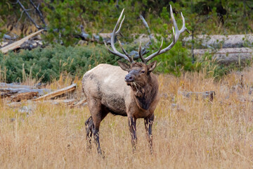 "Grazing Bull Elk"