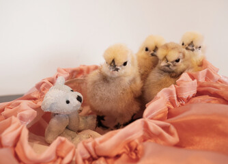 Baby Chicks with a Teddy
