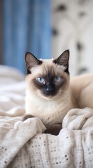 Siamese: Cat in the Bedroom