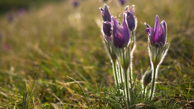 backlit pasqueflowers, purple spring wildflowers showing hairs on stem in sunshine