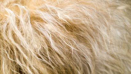 Beautiful fluffy brown dog hair close up full frame.