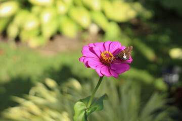 butterfly on a pink flower in the garden