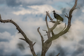 Raptor on a top of a tree