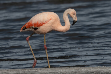 Obraz premium Flamingo walking in the salty lagoon