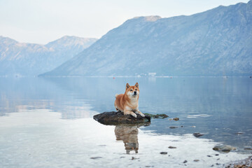red dog on stone at sea and mountains. Shiba Inu near the blue water 