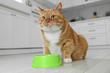 Cute ginger cat near feeding bowl in kitchen. Space for text