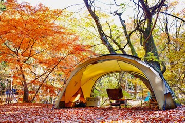 autumn in the park