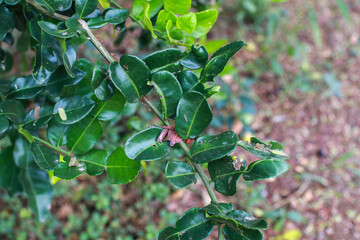 Kaffir lime leaves,  commonly used as a cooking spice and treats several diseases. The leaves are highly aromatic and suitable for Asian cuisines, thailand.
