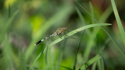 Dragonfly on a wooden fence in the garden, closeup of photo