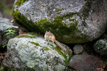 squirrel on a rock