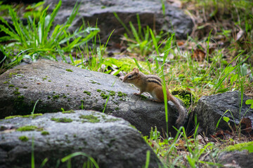 squirrel in the forest