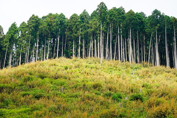 Obraz premium 京都 貴船 夏山と木の背景