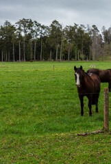 horses in the field