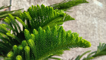 Clean fresh green tips of evergreen leaves