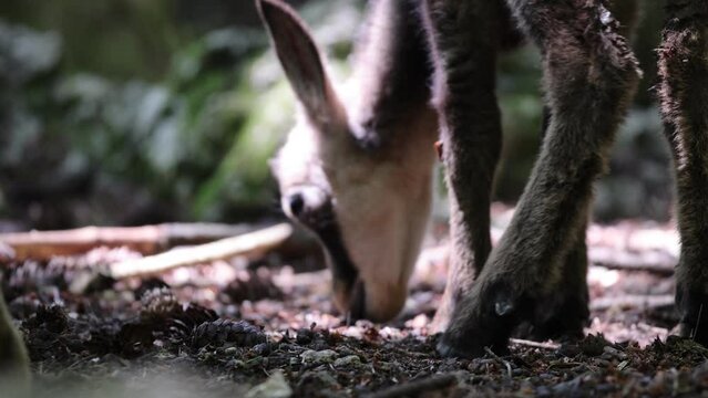 Close up shot of cute baby goat antelope looking for food on Ground in forest