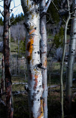 Fall birch