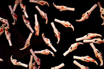 錦鯉のおみくじ