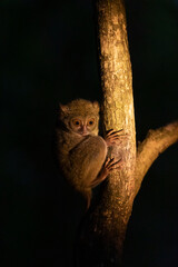 A tarsier monkey clinging to a tree branch at night in the Tangkoko nature park on the island of Sulawesi, Indonesia