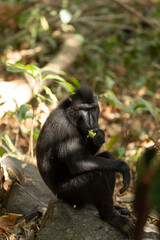 Celebes crested macaque, Macaca nigra, in Tangkoko Natural Park, Sulawesi Island, Indonesia