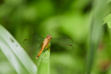 Close-up view of  dragonfly perching on green leaves
