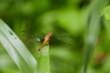 Close-up view of  dragonfly perching on green leaves

