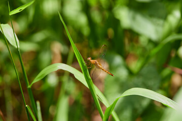 Close-up view of  dragonfly perching on green leaves
