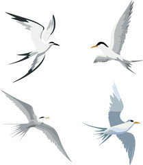 Terns bird set, Flying white bird. Common Tern. Sterna hirundo. Vector - obrazy, fototapety, plakaty