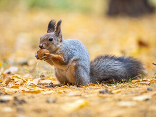 Autumn squirrel with nut sits on green grass with fallen yellow leaves