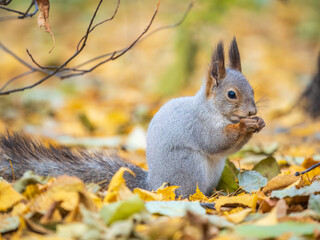 Autumn squirrel with nut sits on green grass with fallen yellow leaves