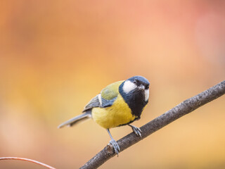 Fototapeta premium Cute bird Great tit, songbird sitting on the branch with blured background