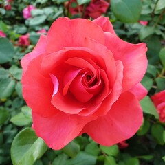 Red rose - 매혹적인 붉은 장미