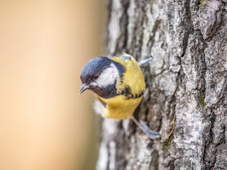 Cute bird Great tit, songbird sitting on the branch with blured background