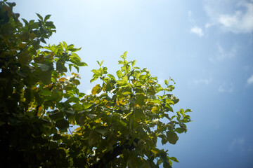 太陽の光を浴びる葉
