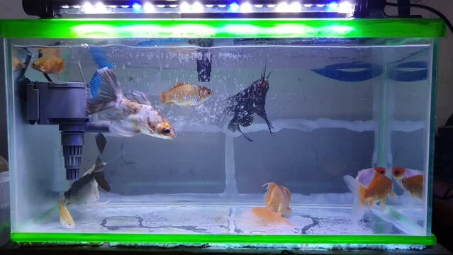 In this video, mesmerizing aquarium fish gracefully swim