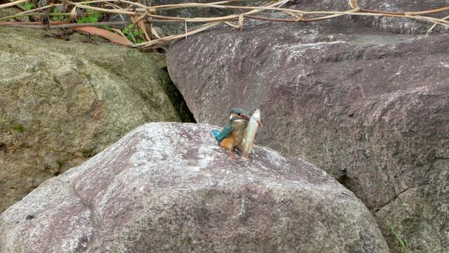 Common Kingfisher Caught Big Fish, Bird's Long Bill Pierced Though Fish's Body, Hunter Hits  Still Alive Prey Against Rock - Slow motion, South Korea, (Alcedo atthis)