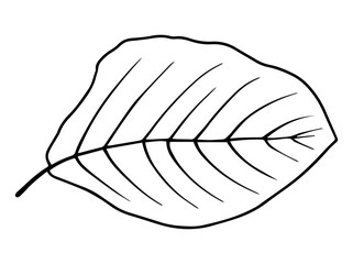 Hand Drawn Leaves Sketch Line Art Illustration
