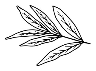 Tropical Leaves Line Art Illustration
