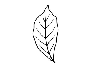 Hand Drawn Leaf Line Art Illustration
