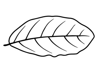 Hand Drawn Leaf Line Art Illustration
