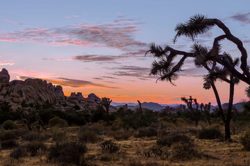 Joshua Tree National Park, California. Amazing desert sunset amongst the cactus, yucca, huge rocks,...