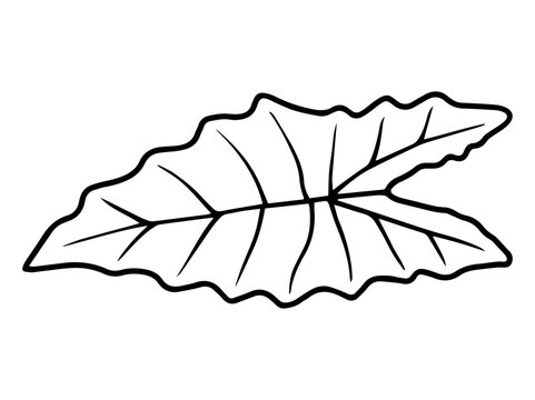 Hand Drawn Leaf Line Art Illustration
