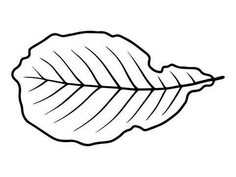 Hand Drawn Leaves Line Art Illustration