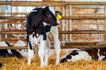 Close cute young calf lies in straw. calf lying in straw inside dairy farm in the barn. New born calf resting on straw bed - obrazy, fototapety, plakaty