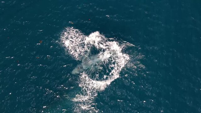 Baby humpback whale learning to breach