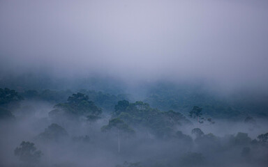 misty morning in the mountains of tropical forest