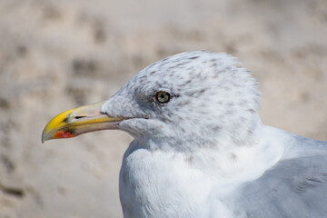 close up of a seagull