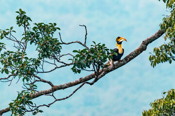 Great Hornbill standing on tree top in tropical